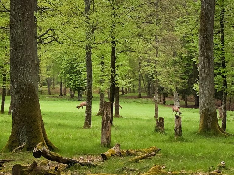 rotwilderlebnispfad naturpark schoenbuch