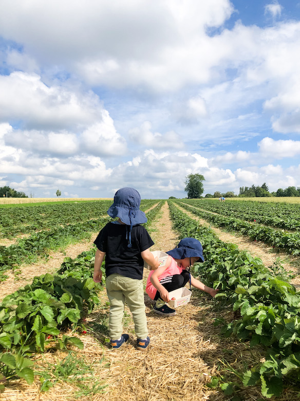 Kinder pflücken Erdbeeren in Stuttgart