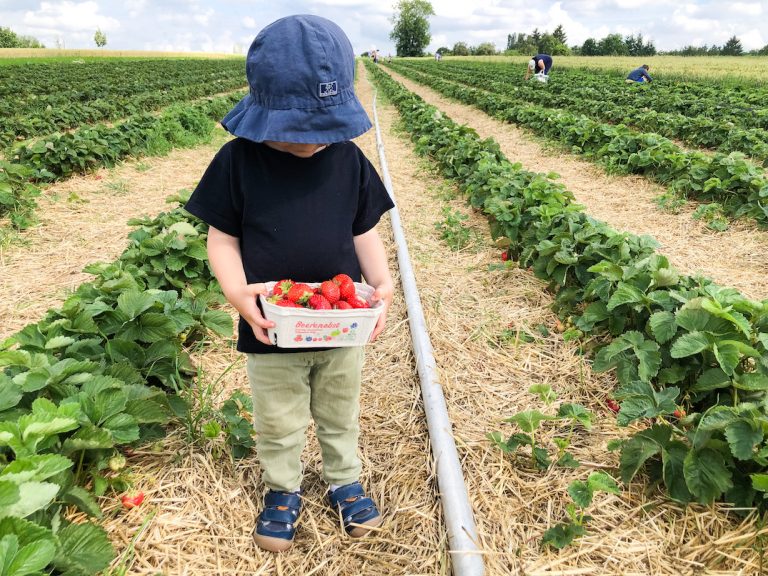 Erdbeeren pflücken in Stuttgart