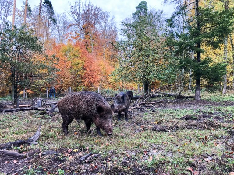 Wildschweingehege in Stuttgart